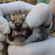Image for article titled How To Tell A Bobkitten From A Regular Kitten